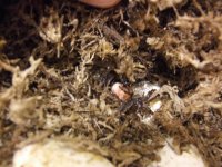 hatchlings 015.jpg