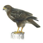 buzzard.jpg