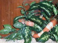 Tangerine Honduran.jpg
