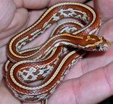 Tessera%20Cornsnake%202sml.jpg