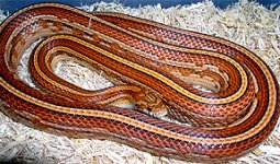 Tessera%20Cornsnake%201sml.jpg