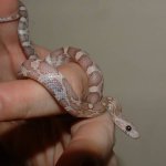 Hypo Lav f 02-26-08 b-.jpg