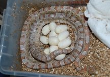 Forum Beauty laying '09 01.jpg