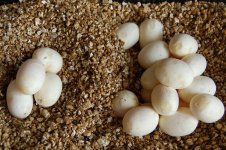 Forum Beauty's clutch '09 006.jpg