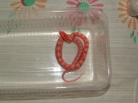 Forum BC09-01-01.jpg