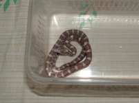 Forum BC09-02-03.jpg