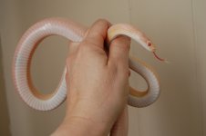 Thoth hand.JPG