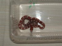 Forum BC09-03-01.jpg