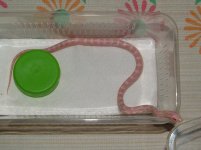 Forum BC09-04-01.jpg