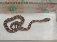 Forum BC09-05-03.jpg