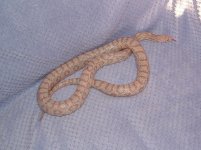 Forum Blossom 049.jpg