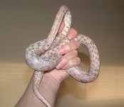 Forum Blossom 052.jpg