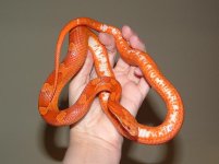 Forum Pandora 088.jpg