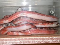 DSCN9755.JPG