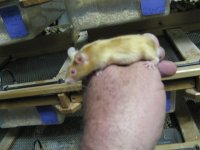 Fancy Mice_020 (Medium).JPG