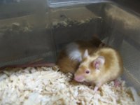 Fancy Mice_003 (Medium).JPG