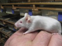 Fancy Mice_019 (Medium).JPG