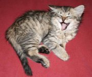 Ladyyawn.JPG