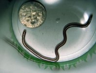 texas-blind-snake-dorsal.jpg