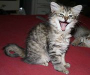 Ladyyawn2.JPG