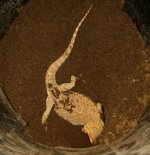 digging 002cr.jpg