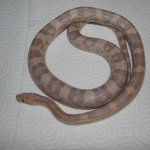 Zain 12-01-08 b.jpg