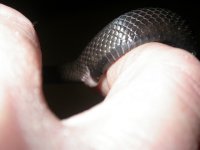 ACR pics.jpg