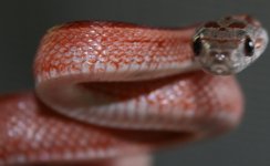bloodredstriped.JPG