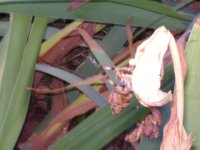 DSC04353.JPG