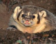 badger2.jpg