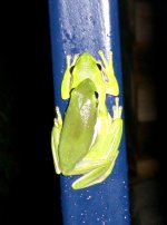 Frogs 002cr.jpg