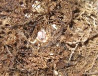 09 Hatchlings 002.jpg