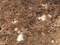 09 Hatchlings 004.jpg