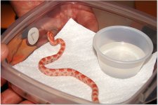 snakes 2.jpg