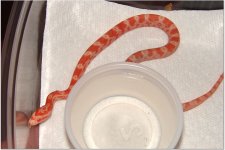 snakes 4.jpg