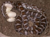 Kisatchie X Coral Snow.jpg