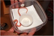 snakes 5.jpg