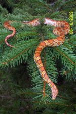 Zoepinetreeshot4.jpg