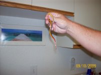 July Ringneck 2.jpg