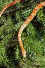 Zoepinetreeshot12.jpg