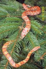 Zoepinetreeshot10.jpg