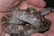 Cinder dark 0.1 004-1.jpg