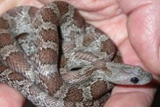 Cinder dark 0.1 005-1.jpg