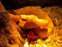 Christmas viv 2.jpg