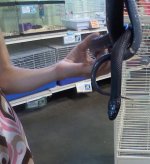 kingsnake1.jpg