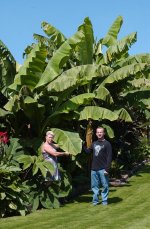 Bananen in de tuin002GVA.jpg