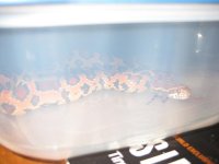 content after first meal.JPG