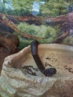 kingsnake3.jpg