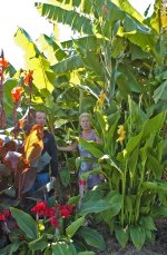 Bananen in de tuin006GVA.jpg