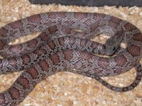 My Cornsnakes 026.jpg